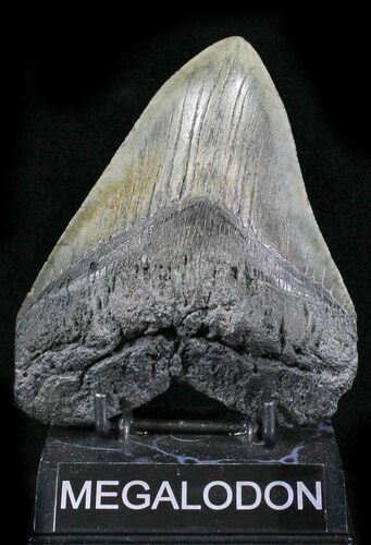 Fossil Megalodon Tooth - South Carolina #24412